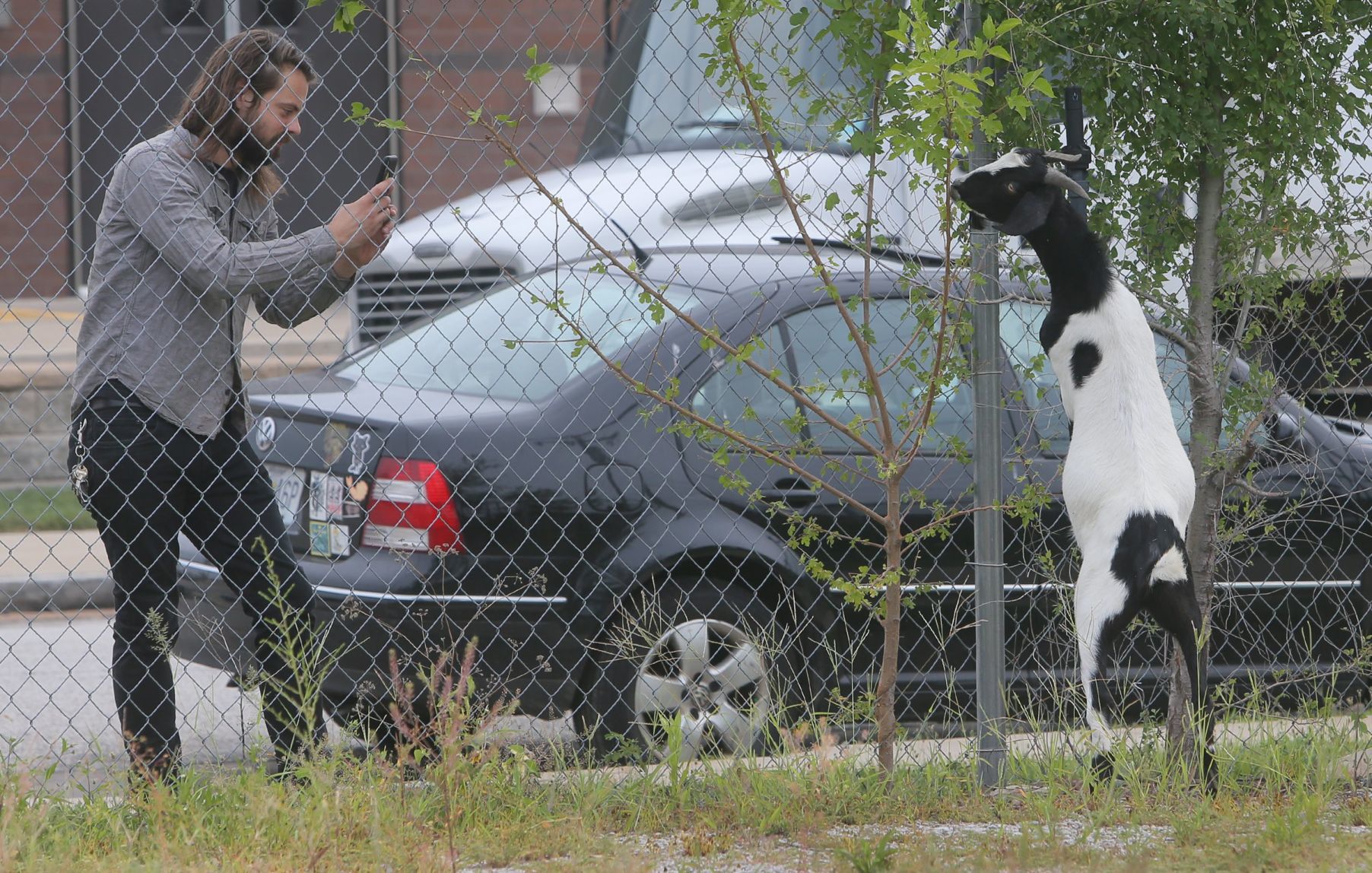 Goats make quick work of urban clearing